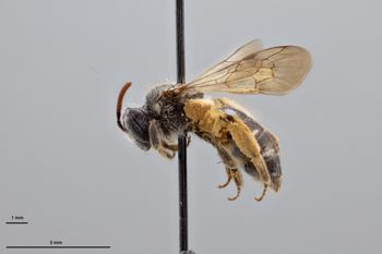 Media type: image;   Entomology 774178 Aspect: habitus lateral view